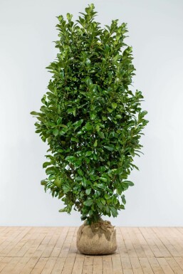 Laurierkers / Prunus Laurocerasus Etna 175-200 cm