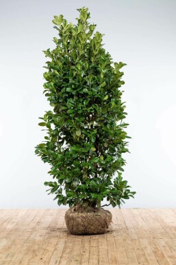 Laurierkers / Prunus Laurocerasus Etna 200-225 cm