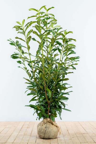 Laurierkers / Prunus Laurocerasus Genolia 100-125 cm