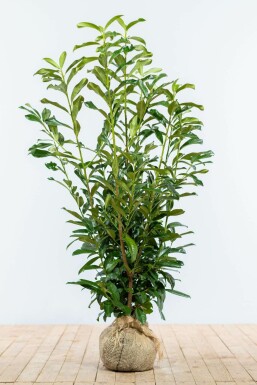 Laurierkers Prunus laurocerasus Genolia Haag 100-125 Kluit