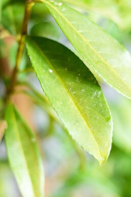 Laurierkers / Prunus Laurocerasus Genolia 100-125 cm