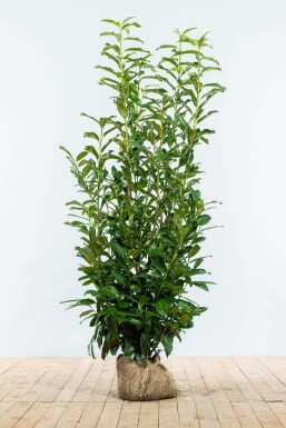 Laurierkers / Prunus Laurocerasus Genolia 125-150 cm