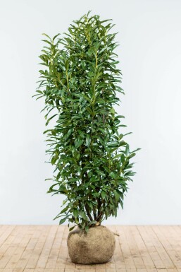 Laurierkers / Prunus Laurocerasus Genolia 150-175 cm