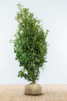 Laurierkers / Prunus Laurocerasus Genolia 175-200 cm