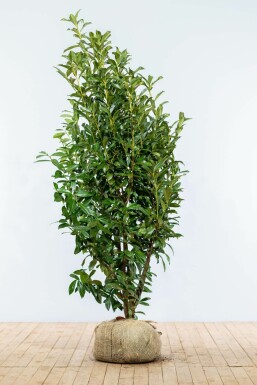 Laurierkers Prunus laurocerasus Genolia Haag 175-200 Kluit