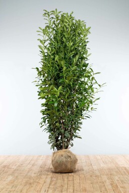 Laurierkers Prunus laurocerasus Genolia Haag 200-225 Kluit Laurierkers / Prunus Laurocerasus Genolia 200-225 cm