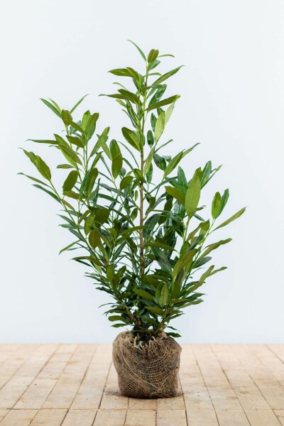 Laurierkers / Prunus Laurocerasus Herbergii 60-80 cm