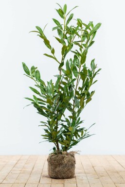Laurierkers / Prunus Laurocerasus Herbergii 80-100 cm