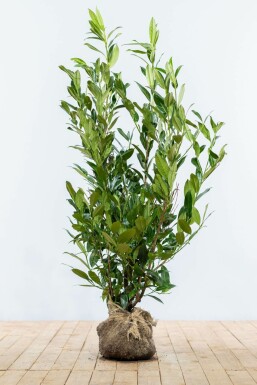 Laurierkers / Prunus Laurocerasus Herbergii 100-125 cm