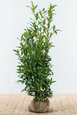 Laurierkers / Prunus Laurocerasus Herbergii 125-150 cm