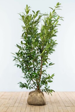 Laurierkers / Prunus Laurocerasus Herbergii 175-200 cm