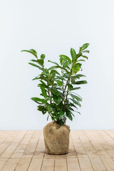 Laurierkers / Prunus Laurocerasus Novita 60-80 cm