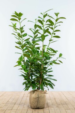 Laurierkers Prunus laurocerasus Novita Haag 80-100 Kluit Laurierkers / Prunus Laurocerasus Novita 80-100 cm