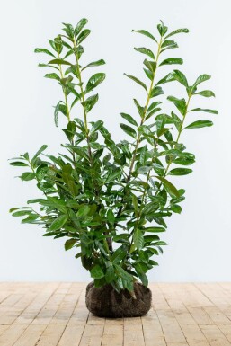 Laurierkers / Prunus Laurocerasus Novita 100-125 cm