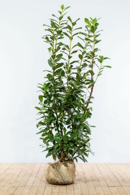 Laurierkers / Prunus Laurocerasus Novita 150-175 cm