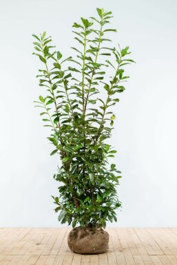 Laurierkers / Prunus Laurocerasus Novita 175-200 cm