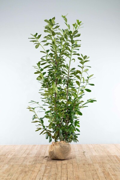 Laurierkers / Prunus Laurocerasus Novita 200-225 cm