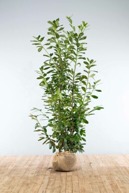 Laurierkers / Prunus Laurocerasus Novita 200-225 cm