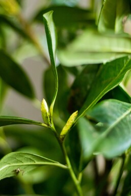 Laurierkers Prunus laurocerasus Novita Haag 200-225 Kluit Laurierkers / Prunus Laurocerasus Novita 200-225 cm