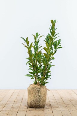 Laurierkers Prunus laurocerasus Otto Luyken Haag 30-40 Kluit Laurierkers / Prunus Laurocerasus Otto Luyken 30-40 cm