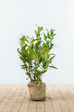 Laurierkers Prunus laurocerasus Otto Luyken Haag 40-50 Kluit Laurierkers / Prunus Laurocerasus Otto Luyken 40-50 cm