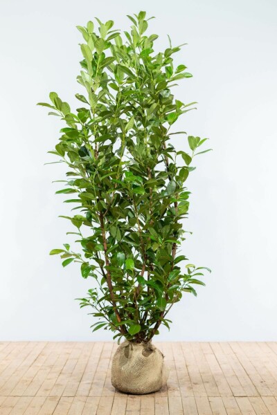 Laurierkers / Prunus Laurocerasus Rotundifolia 175-200 cm