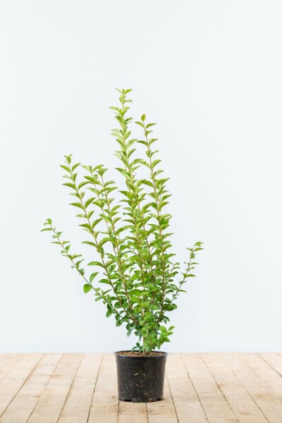 Liguster / Ligustrum Ovalifolium 40-60 cm