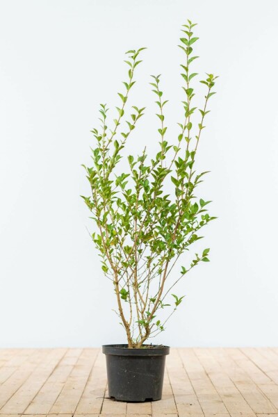 Liguster / Ligustrum Ovalifolium 80-100 cm