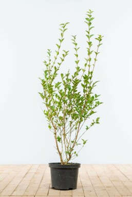 Liguster / Ligustrum Ovalifolium