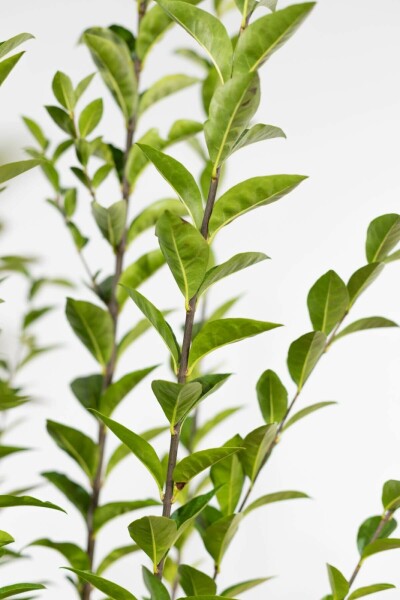 Liguster / Ligustrum Ovalifolium 80-100 cm