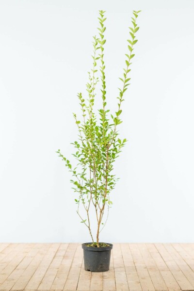 Liguster / Ligustrum Ovalifolium 150-175 cm