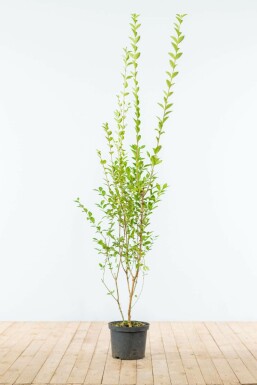Liguster / Ligustrum Ovalifolium 150-175 cm