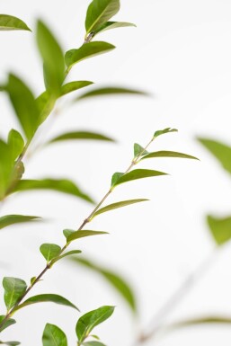 Liguster / Ligustrum Ovalifolium 150-175 cm