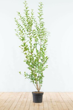 Liguster / Ligustrum Ovalifolium 175-200 cm