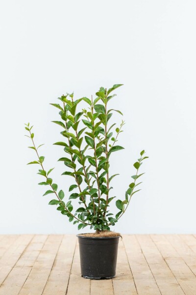 Liguster / Ligustrum Vulgare Wilde Liguster 40-60 cm