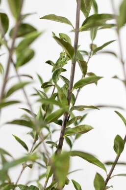 Liguster / Ligustrum Vulgare Wilde Liguster 60-80 cm