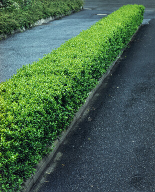 Liguster / Ligustrum Vulgare Wilde Liguster 60-80 cm