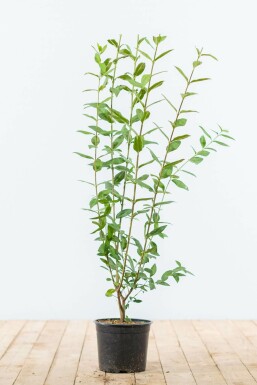 Liguster / Ligustrum Vulgare Wilde Liguster 80-100 cm