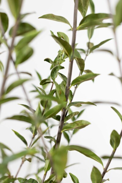 Liguster / Ligustrum Vulgare Wilde Liguster 80-100 cm