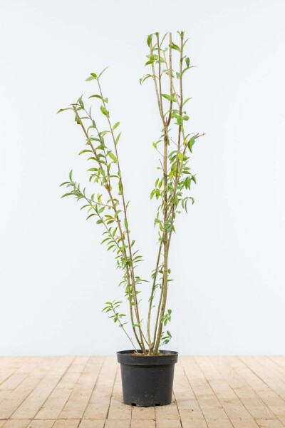 Liguster / Ligustrum Vulgare Wilde Liguster 100-125 cm