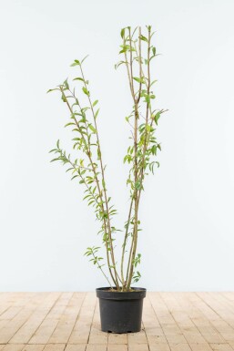 Liguster / Ligustrum Vulgare Wilde Liguster 100-125 cm