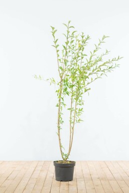 Liguster / Ligustrum Vulgare Wilde Liguster 125-150 cm