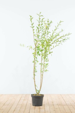 Gewone liguster Ligustrum Vulgare Haag 125-150 Kluit