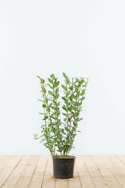 Liguster Ligustrum Vulgare Atrovirens Haag 40-60 Pot Liguster / Ligustrum Vulgare Atrovirens 40-60 cm