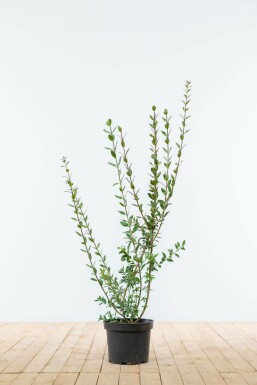 Liguster / Ligustrum Vulgare Atrovirens 60-80 cm