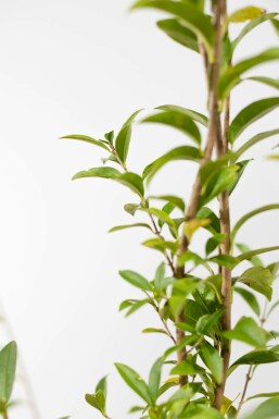 Liguster / Ligustrum Vulgare Atrovirens 100-125 cm