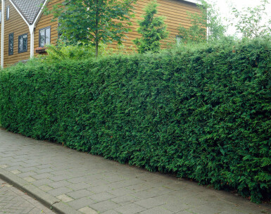 Cipres Cupressocyparis leylandii Haag 60-80 Kluit Cipres / Leyland Cupressocyparis Leylandii 60-80 cm