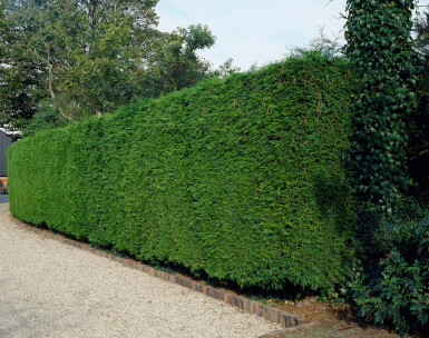 Cipres / Leyland Cupressocyparis Leylandii 100-125 cm