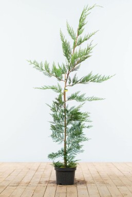 Cipres / Leyland Cupressocyparis Leylandii 125-150 cm