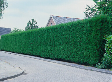 Cipres / Leyland Cupressocyparis Leylandii 175-200 cm